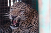Karkala: Leopard lands in well in effort to chase a duck; rescued